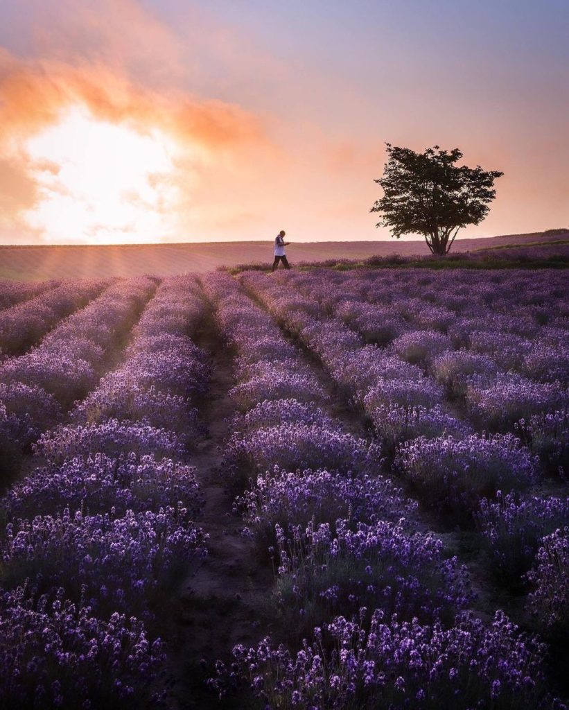 Visit Japan: Cherry blossoms aren’t the only blossoms to see in Japan! The lavender of Furano… Cherry blossoms aren’t the only blossoms to see in Japan! The lavender of Furano...