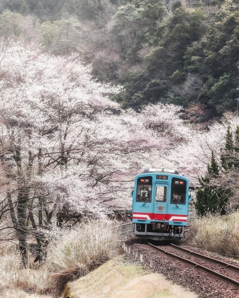 A great addition to your cherry blossom viewing lineup is seeing the changing sc...