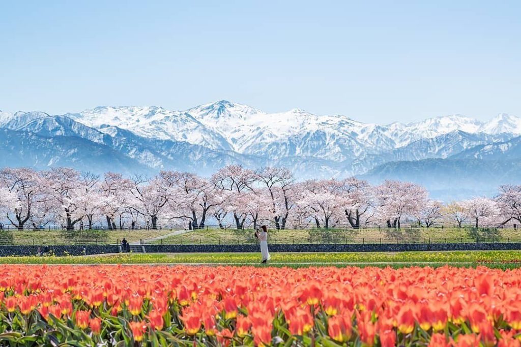 The Northern Japan Alps, crowned with lingering snow, rise above cherry trees, r...