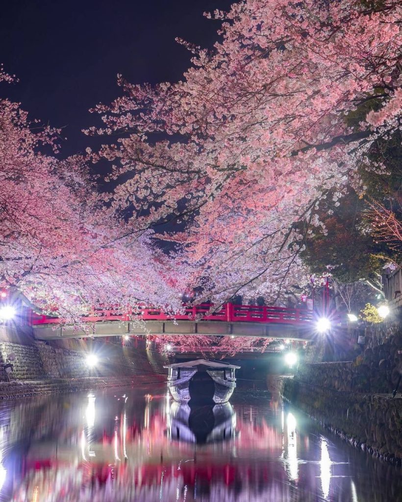 Around 100 cherry trees line the Suimon River which runs through Ogaki City in G...
