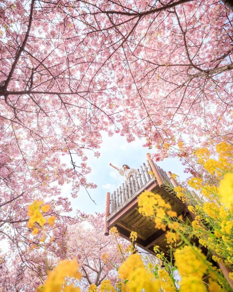 We're loving all the great blossom photos our followers are tagging us in lately...