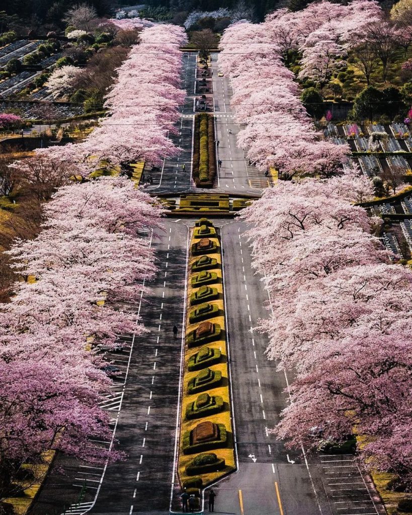 This beautiful (and symmetrical!) sakura display can be found at a somewhat surp...