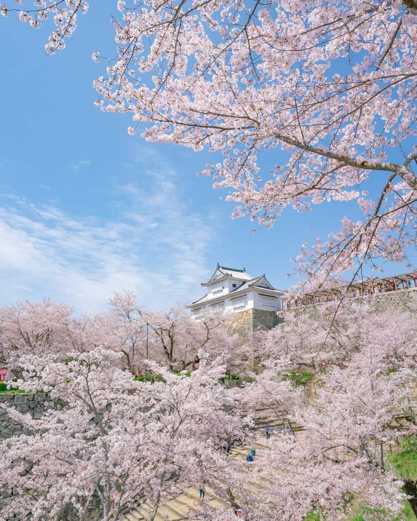 Visit Japan: A castle and cherry blossoms, what could be better?
The splendid Tsuyama Castle… A castle and cherry blossoms, what could be better?
The splendid Tsuyama Castle...