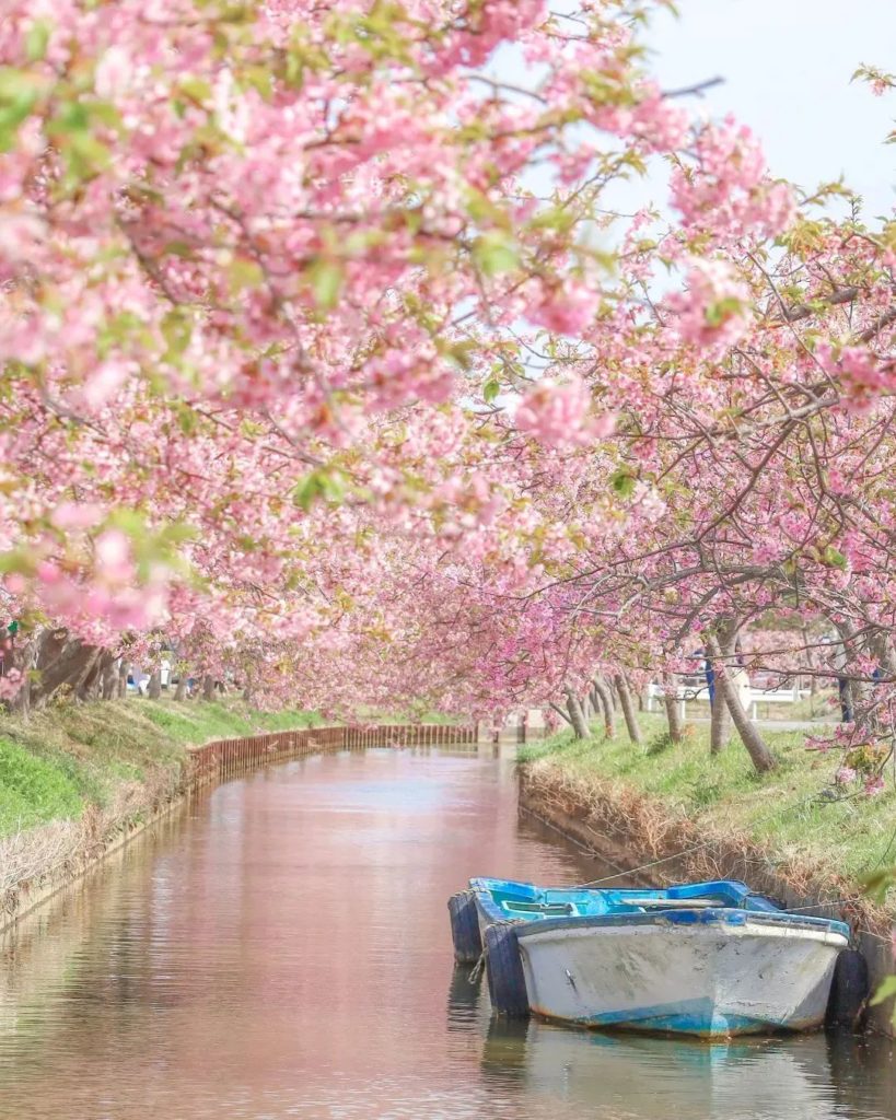 Japan Travel: A dose of tranquility to start our morning here in Japan!
: @sakixx1027
—–
… A dose of tranquility to start our morning here in Japan!
: @sakixx1027
-----
...