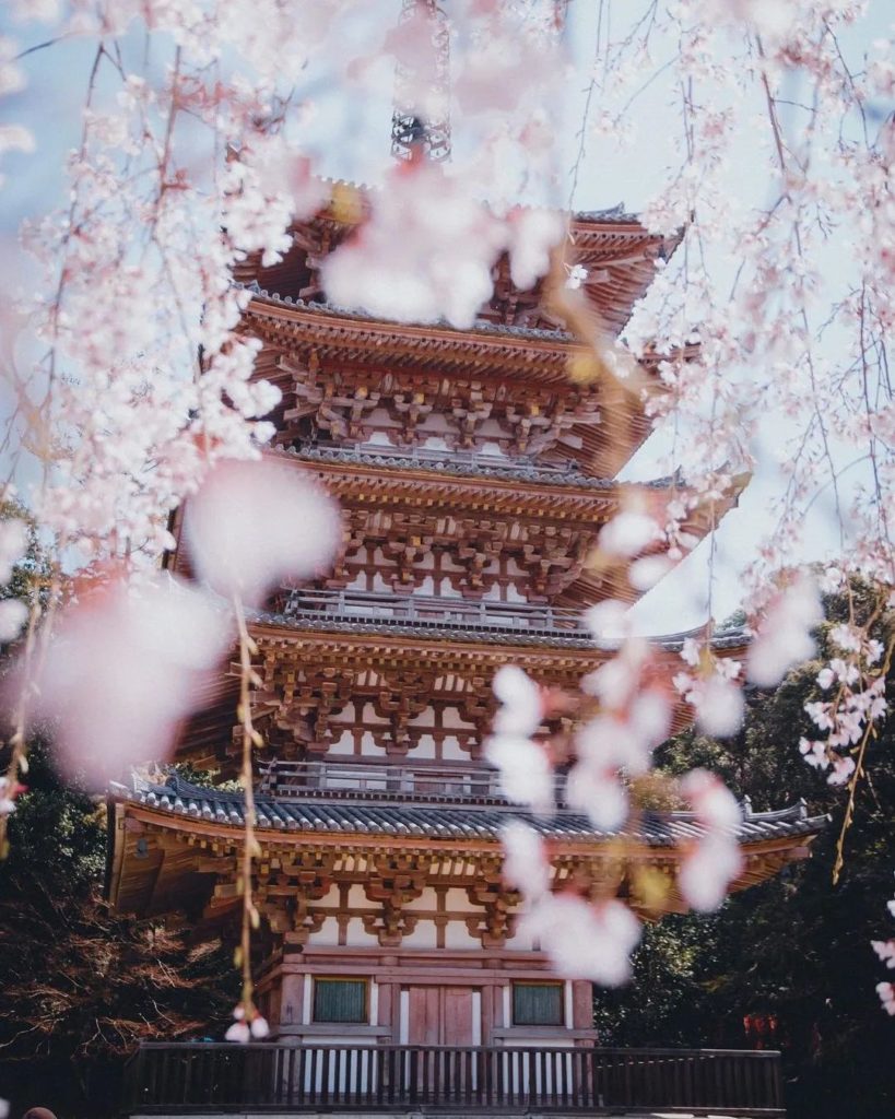 Delicate beauty at Kyoto's Daigo-ji Temple  Along with the pretty springtime col...