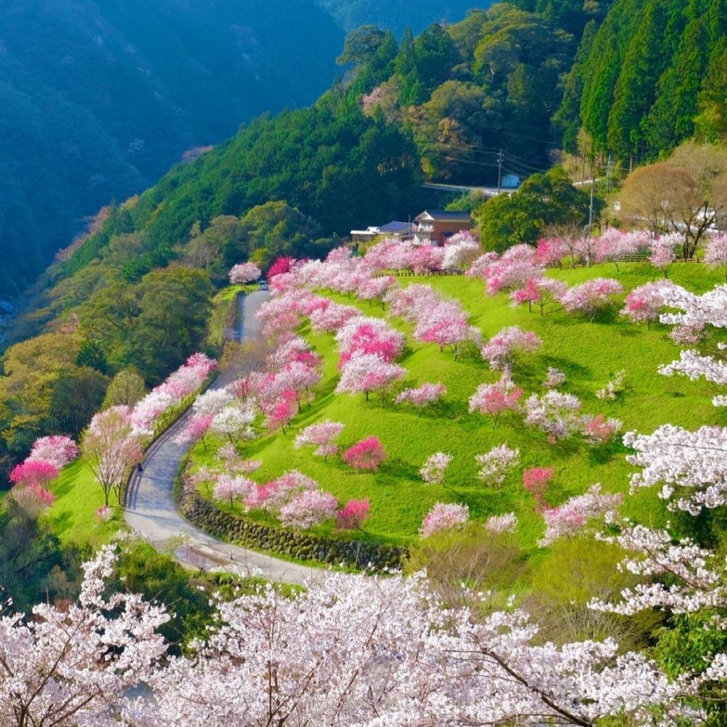 .
もうすぐ見ごろを迎える土佐の桃源郷
新緑とのコントラストが映える
色とりどりの #引地橋の花桃 
#ChargeUpMarch  The blossoms ...
