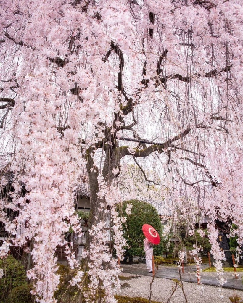 On the grounds of Honmanji Temple in Kyoto, the over 90-year-old weeping cherry ...