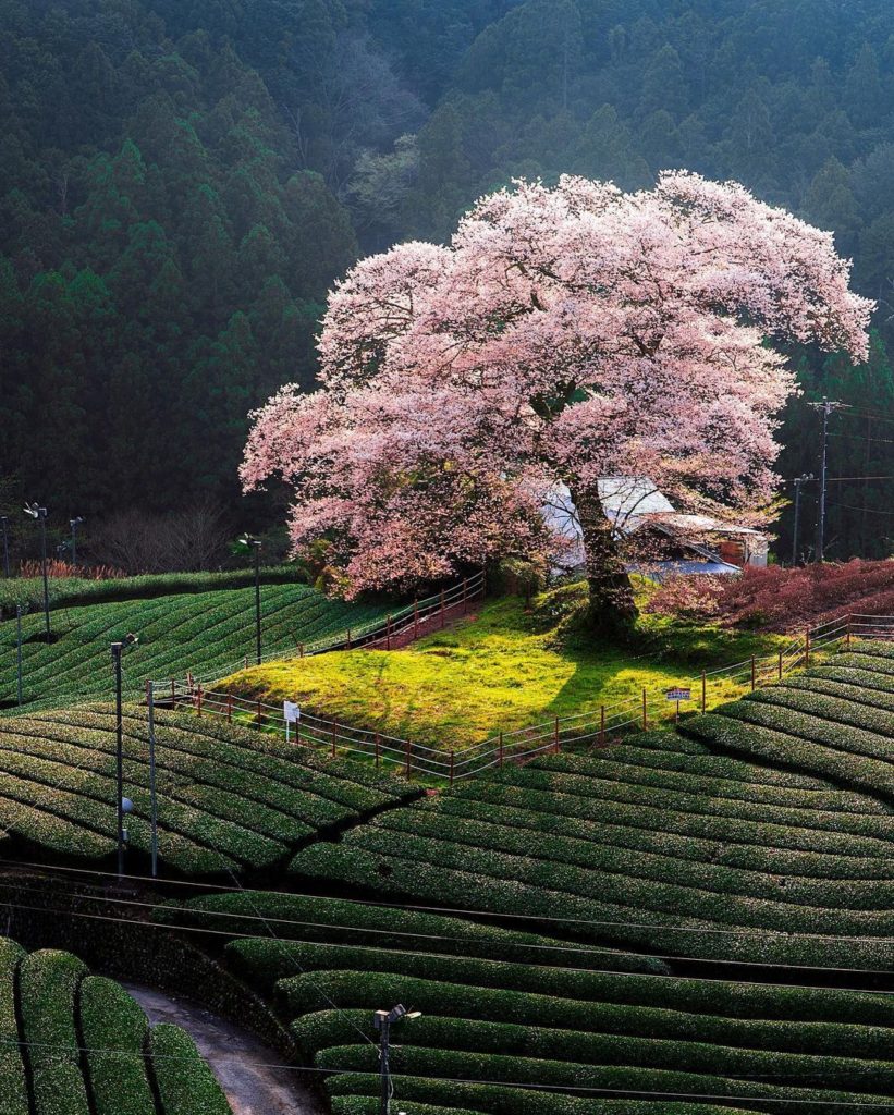 A tree that will bloom you away!  Standing majestically in the city of Shimada ...