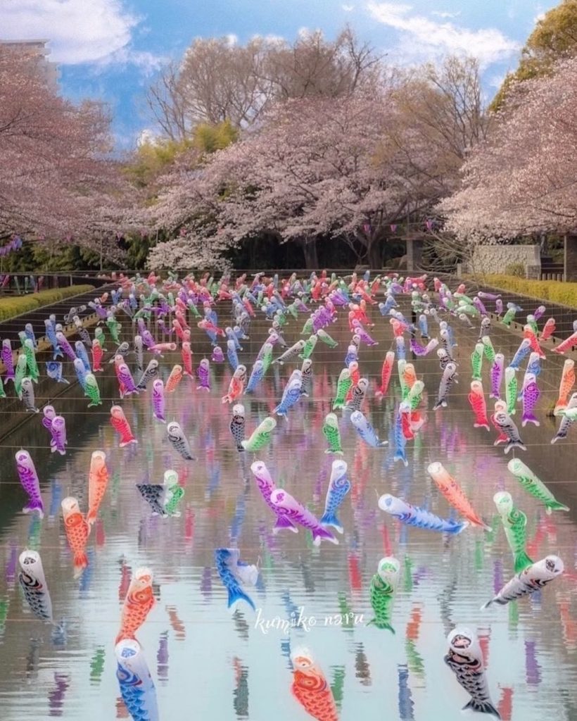 Did you ever think you could see carp streamers and cherry blossoms together? 
C...
