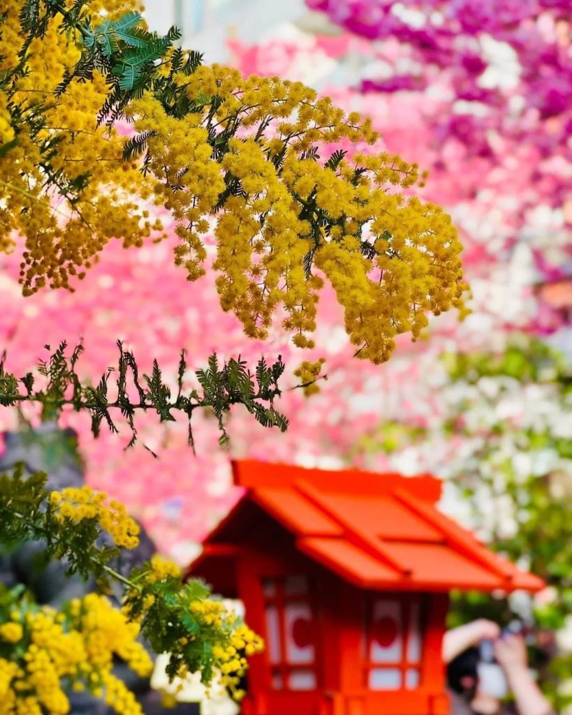 Japan Travel: We loved the combo of pink sakura and vibrant yellow mimosa at Tokyo’s Kuramae S… We loved the combo of pink sakura and vibrant yellow mimosa at Tokyo's Kuramae S...