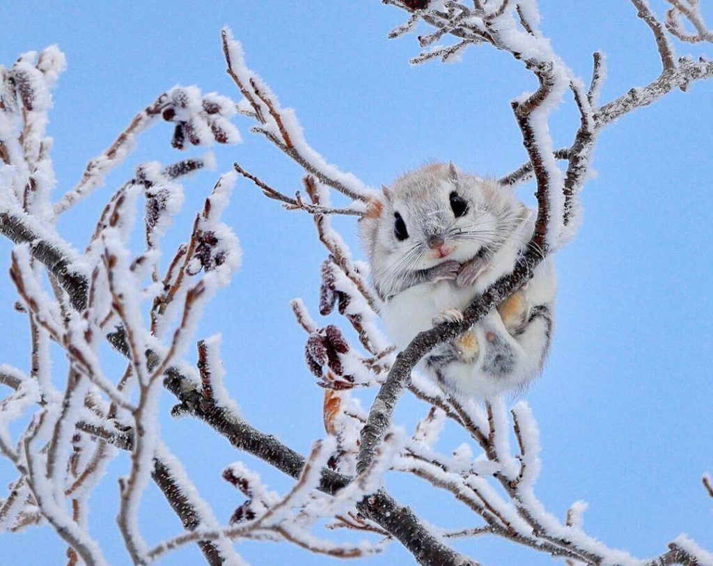 The diminutive Siberian flying squirrel(Ezo Momonga), with its round body and bi...