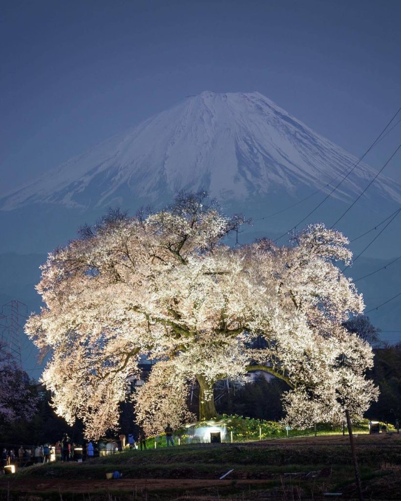 Wanitsuka no Sakura, a 330-year-old cherry tree, blooms beautifully against the ...