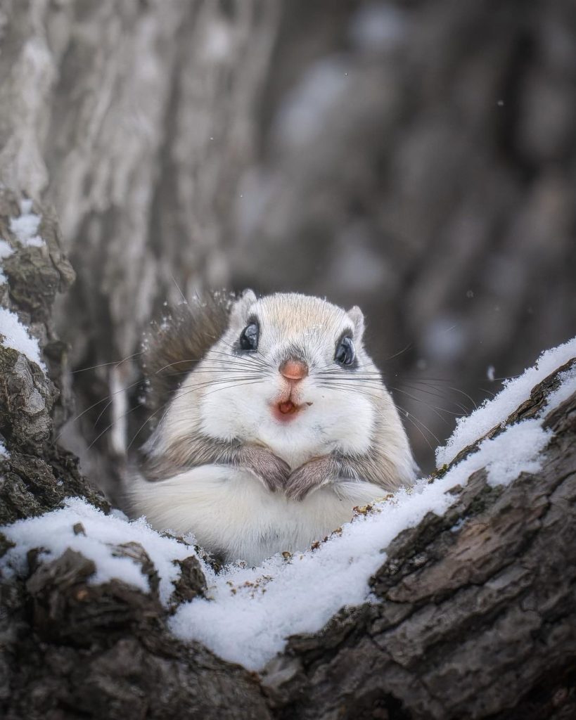 Visit Japan: Say hello to Ezo momonga, a flying squirrel unique to Japan’s northern island of… Say hello to Ezo momonga, a flying squirrel unique to Japan's northern island of...