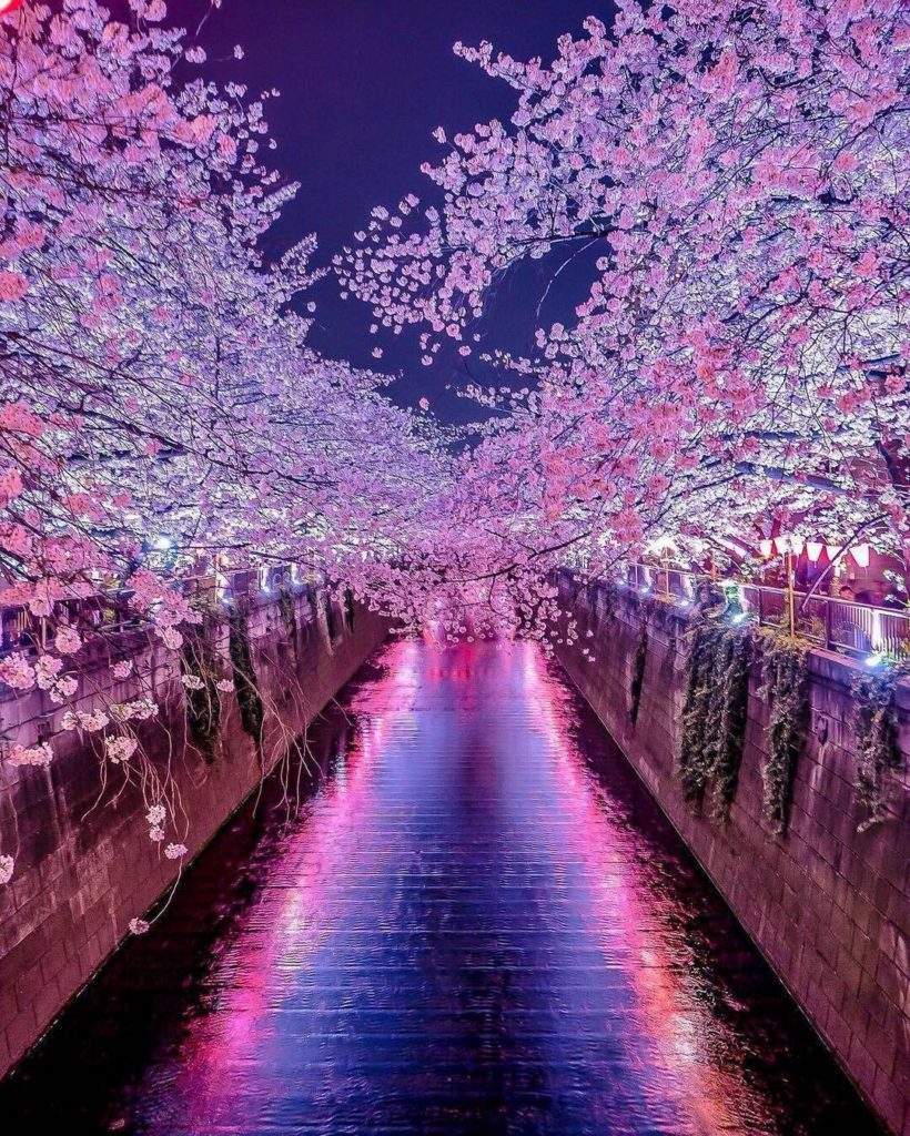 Visit Japan: This is one of the most famous cherry blossom spots in the heart of Tokyo! When … This is one of the most famous cherry blossom spots in the heart of Tokyo! When ...