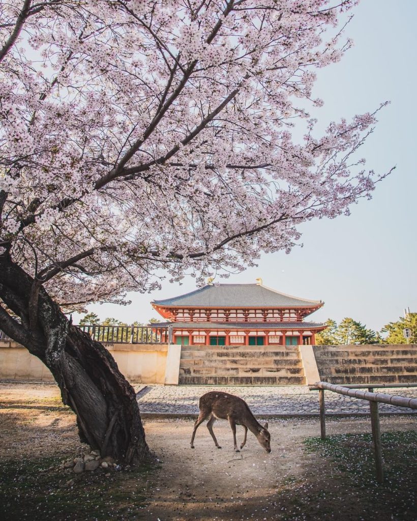 Can you feel the beauty of Japanese nature? 
This peaceful deer stands in front ...