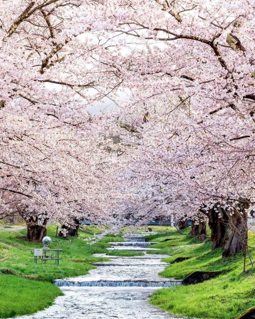 Isn't this a pleasing passageway of cherry trees? 
Along the Kannonji-gawa River...
