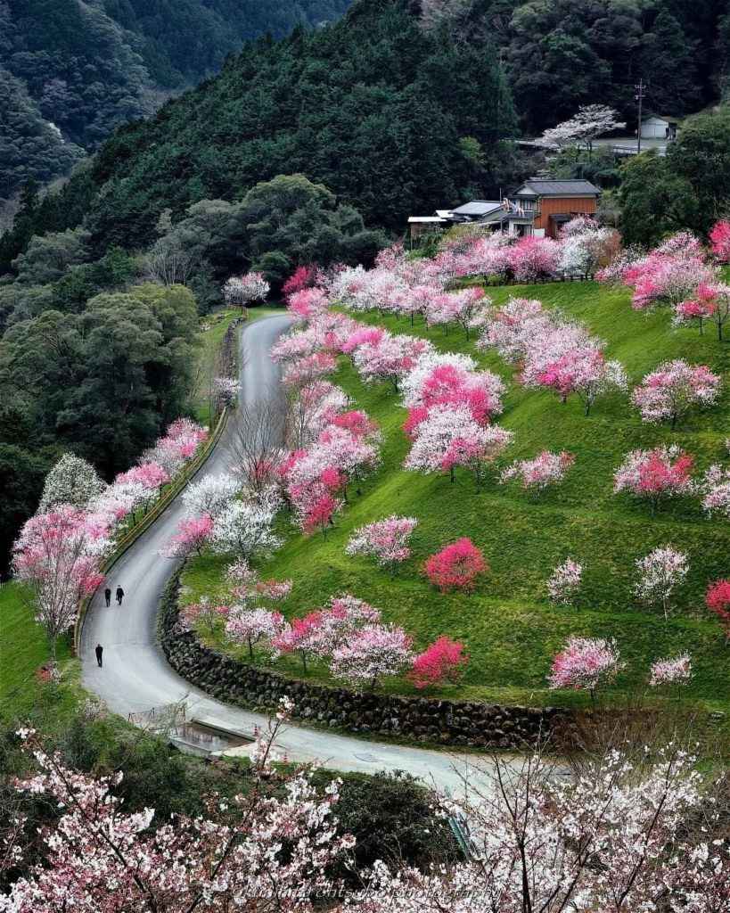 It's not just sakura that we adore at this time of year! If you visit Drive-in H...