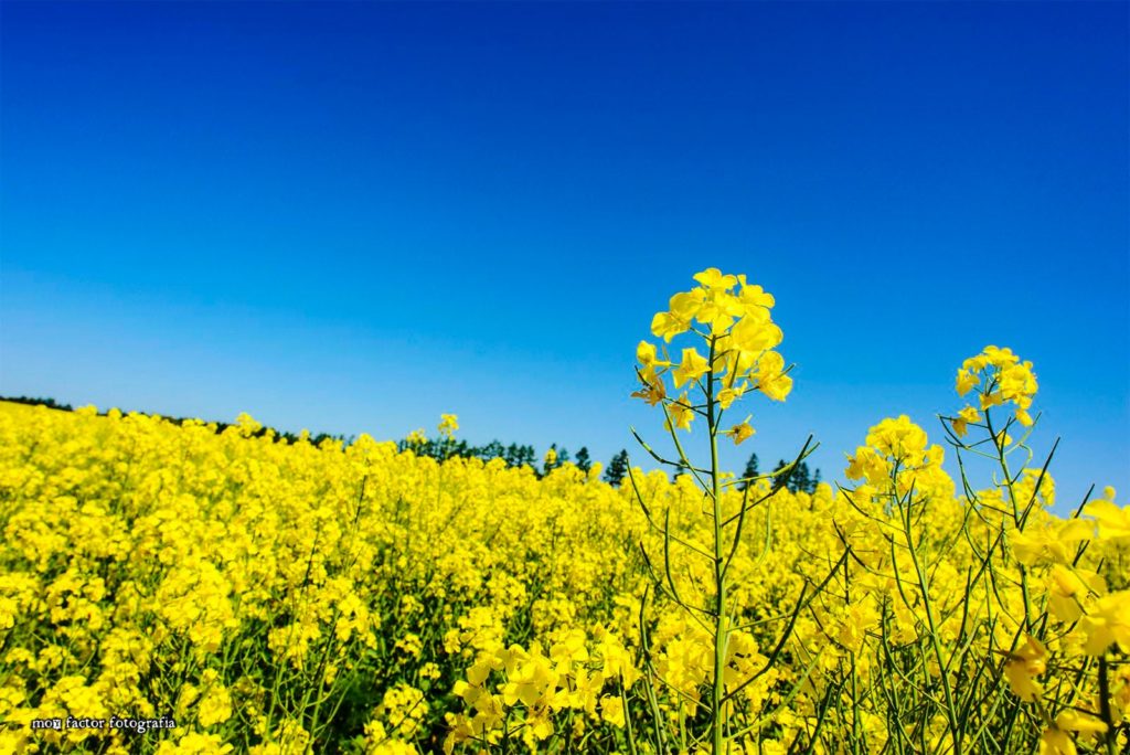 Flowers, Takikawa, Hokkaido.