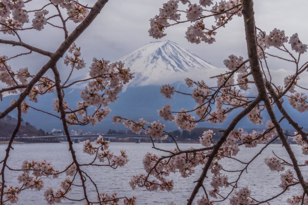 Cherry blossoms and Mount Fuji around Fujikawaguchiko (from Spring, 2019)