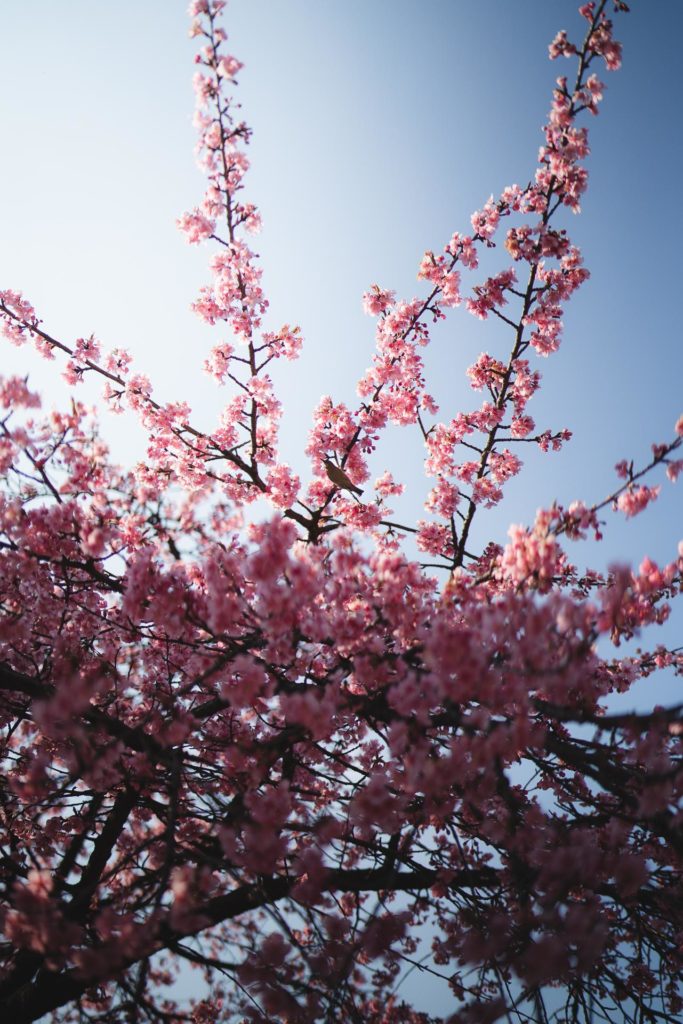 Bird in a sakura tree