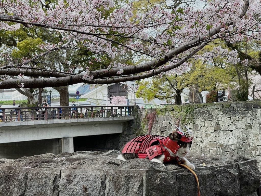 Defender of Kumamoto Castle