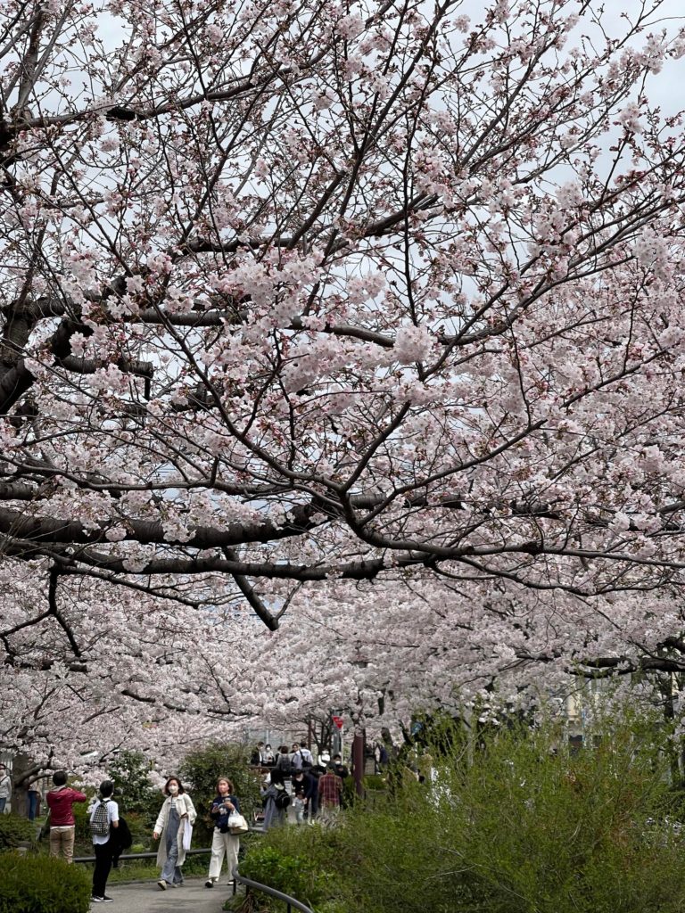 Today, the sakura are in peak bloom in Tokyo