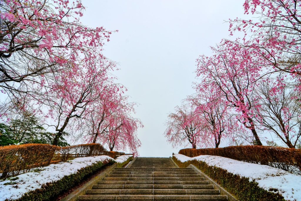 Blossom stairway, Fujikawaguchiko