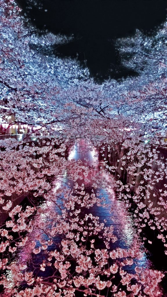 Fun walk during cherry blossom week at Meguro River back in 2019