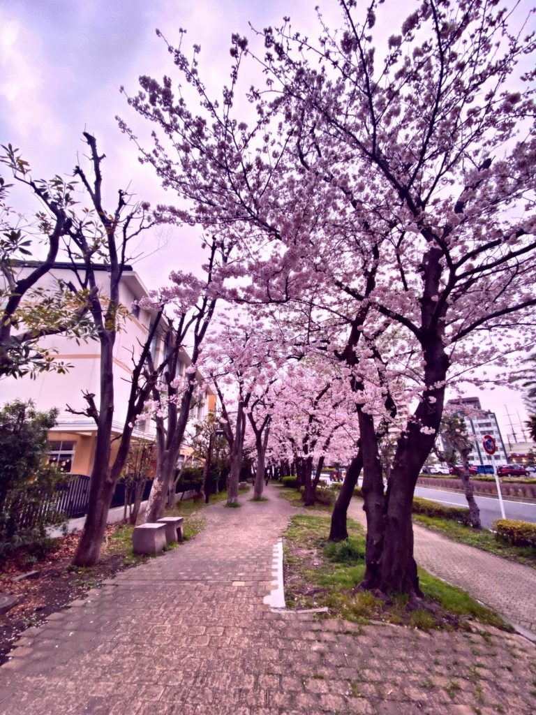 My walk to the gym