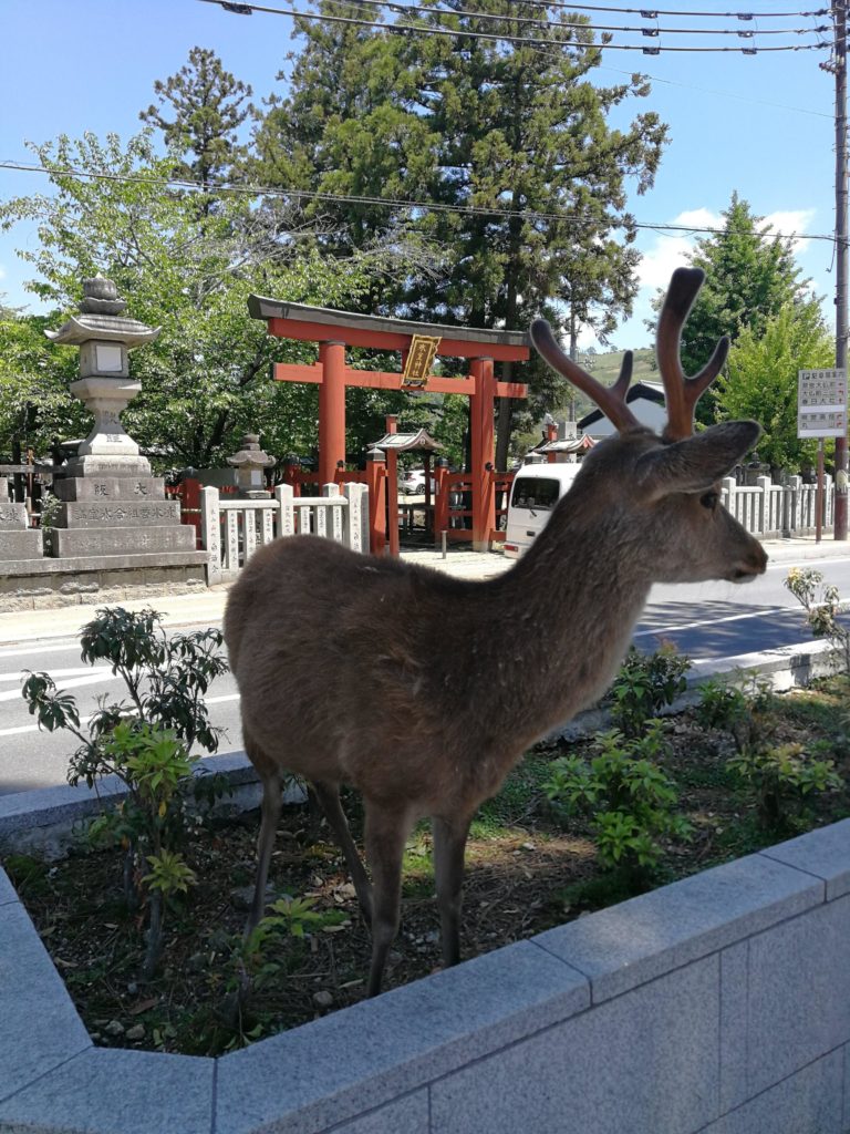 [OC] かわいい Nara Deer