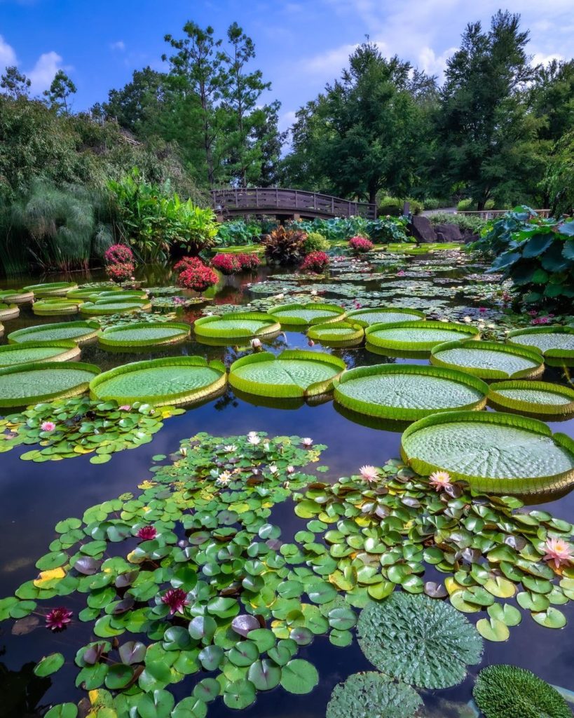 Shiga Prefecture, Kusatsu - Mizunomori Water Botanical Garden | Credit: @traveler_sui
