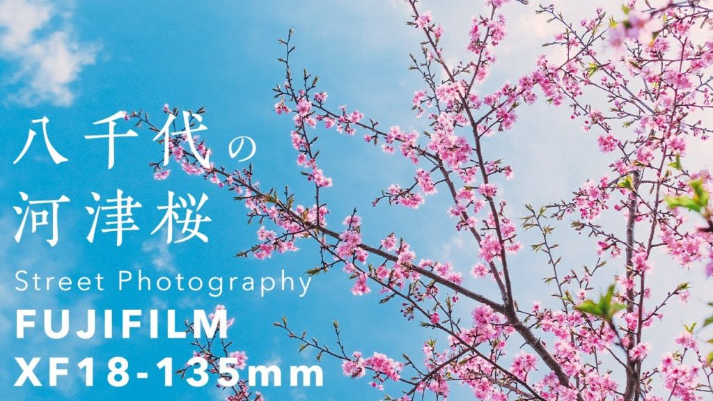 [Ambient Sound] Cherry Blossoms 2022 in Chiba Japan | Fujifilm X-T3, XF18-135mm Photography