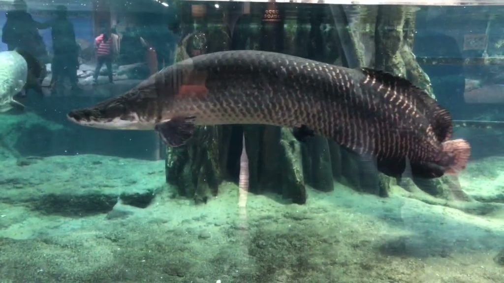 🐬Kagoshima City Japan Aquarium 🐬 Part 2!