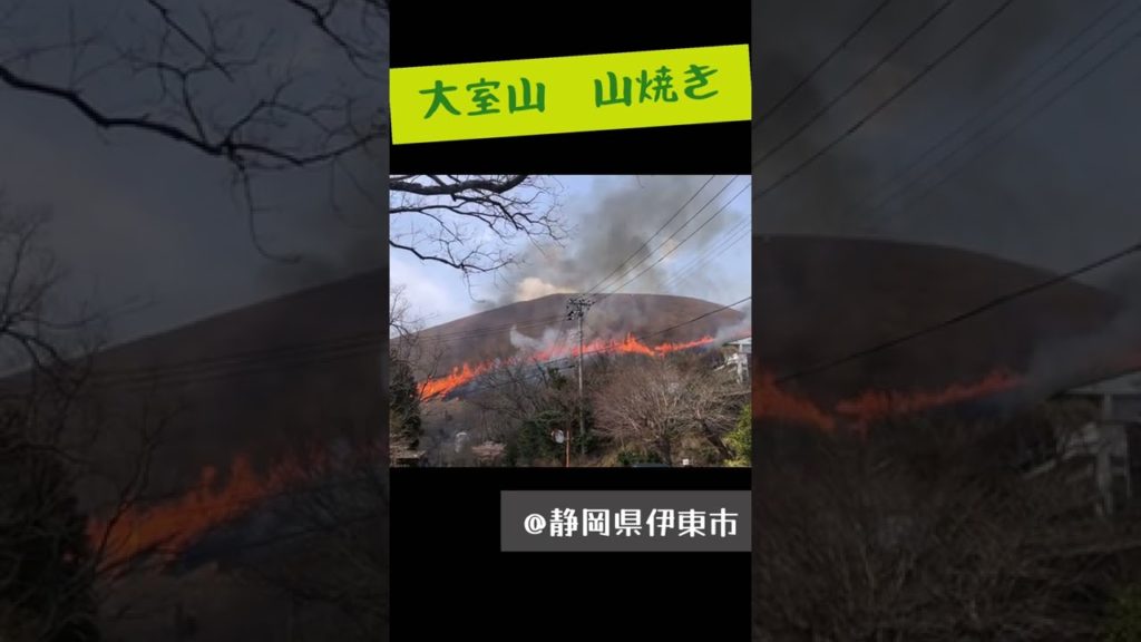 ついに山焼き開催!山が燃える⁉︎ #静岡県 #伊東市 #大室山 #山焼き #あお伊豆チャンネル ついに山焼き開催!山が燃える⁉︎ #静岡県 #伊東市 #大室山 #山焼き #あお伊豆チャンネル