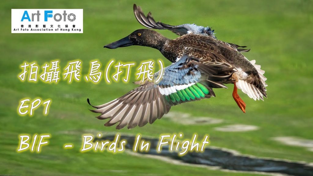 【攝影教學 #192】飛鳥拍攝（打飛）- Birds In Flight EP1  - Alex Fung FRPS, GMPSA, EFIAP/p