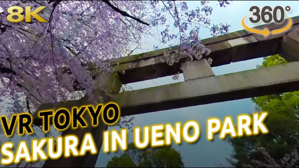 🌸🌸🌸SAKURA🌸🌸🌸 VIRTUAL REALITY tour in UENO PARK in TOKYO [8K 360º ASMR 3D audio]
