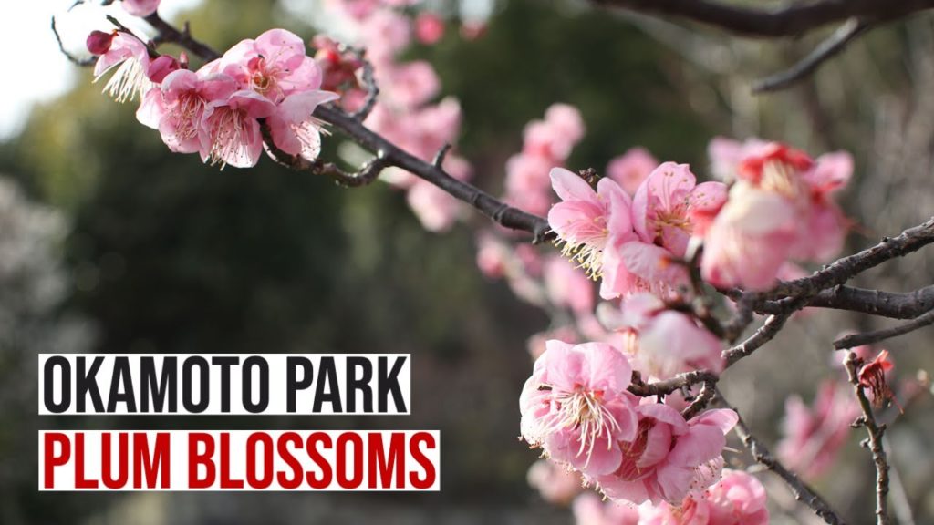 Where to See Plum Blossoms Near Kobe – Okamoto, Hyogo | Okamoto Park | Hokura Shrine | Lin Nyunt Where to See Plum Blossoms Near Kobe - Okamoto, Hyogo | Okamoto Park | Hokura Shrine | Lin Nyunt
