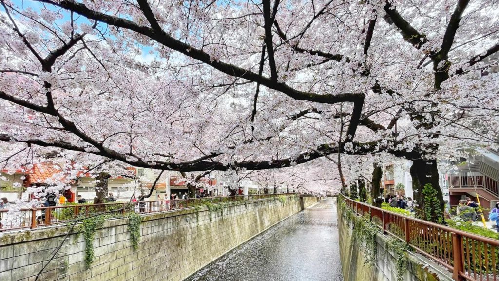 Live Tokyo Walk - Nakameguro Cherry Blossoms