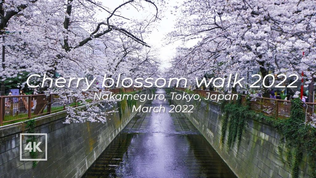 [4K] Japan daytime hanami walk| Tokyo | Nakameguro Cherry blossoms |東京 中目黒 桜 お花見 2022