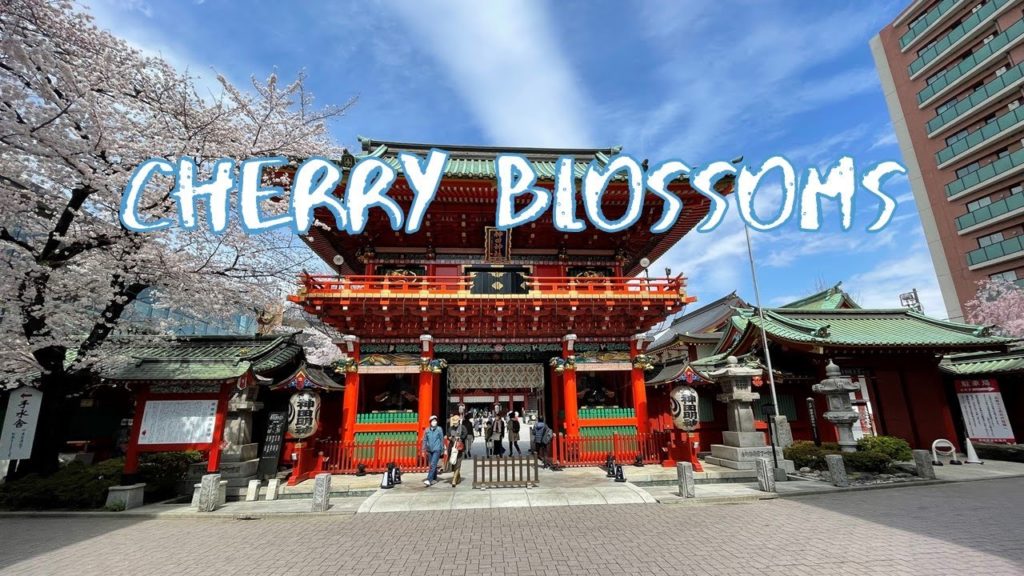[Vlog] Kanda Jinja Shrine with Cherry Blossoms | Tokyo Sightseeing, Japan