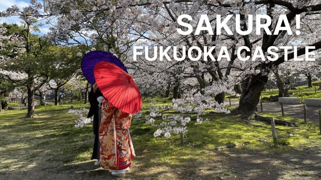 Cherry Blossoms at Fukuoka Castle 2022 / 福岡城址の桜 – Japan Livestream Cherry Blossoms at Fukuoka Castle 2022 / 福岡城址の桜 - Japan Livestream