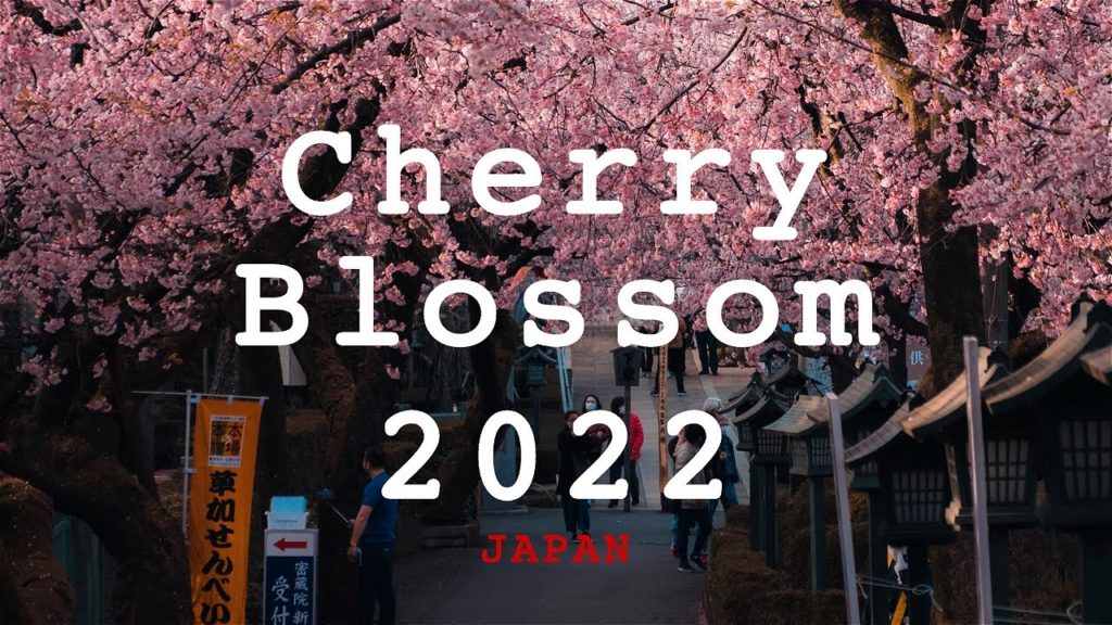 Cherry Blossom 2022 | Saitama, Japan | Cinematic Japan | Fujifilm X-T4 Cherry Blossom 2022 | Saitama, Japan | Cinematic Japan | Fujifilm X-T4