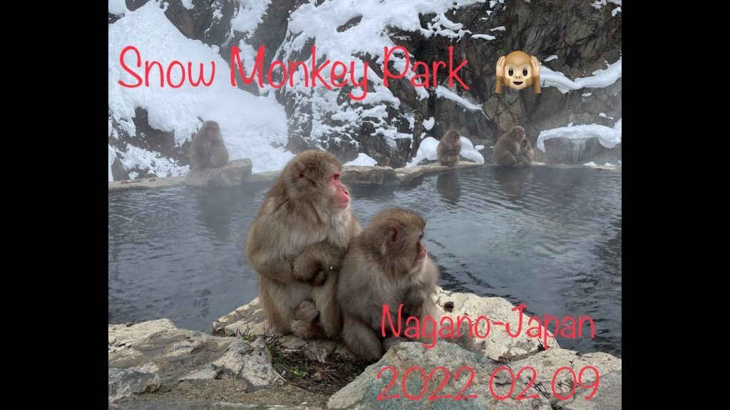Snow Monkeys in Hot Spring  - Nagano Japan 2022 01 09