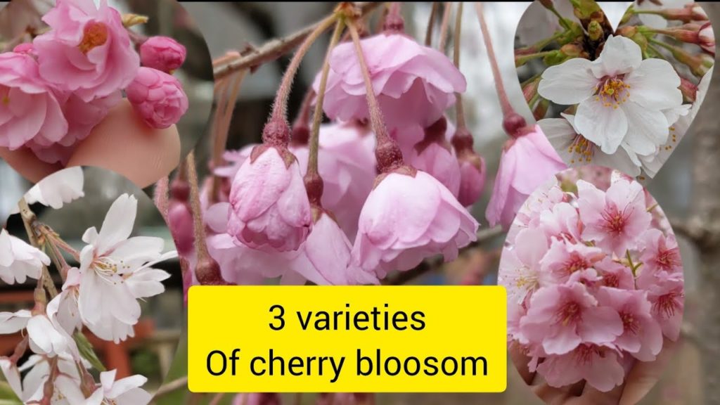 Cherry blossom Varieties Kawazu zakura Yoshino Sakura Shidare Sakura Japan Cherry blossom Season Cherry blossom Varieties Kawazu zakura Yoshino Sakura Shidare Sakura Japan Cherry blossom Season