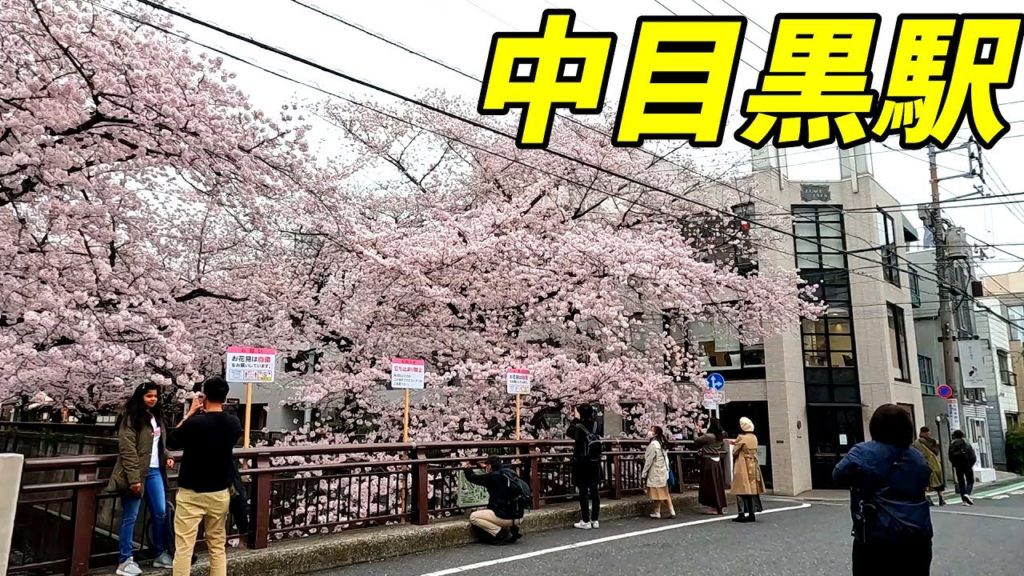 【桜が綺麗!】中目黒駅構内&周辺を散策!東急東横線、東京メトロ日比谷線 東京都目黒区 2022年3月 【桜が綺麗!】中目黒駅構内&周辺を散策!東急東横線、東京メトロ日比谷線 東京都目黒区 2022年3月