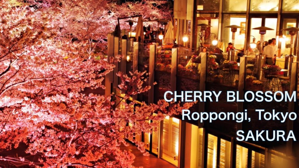 【Tokyo, JAPAN】Cherry blossom in Roppongi Walk through illimination of sakura in Tokyo Midtown 櫻 櫻花 【Tokyo, JAPAN】Cherry blossom in Roppongi Walk through illimination of sakura in Tokyo Midtown 櫻 櫻花
