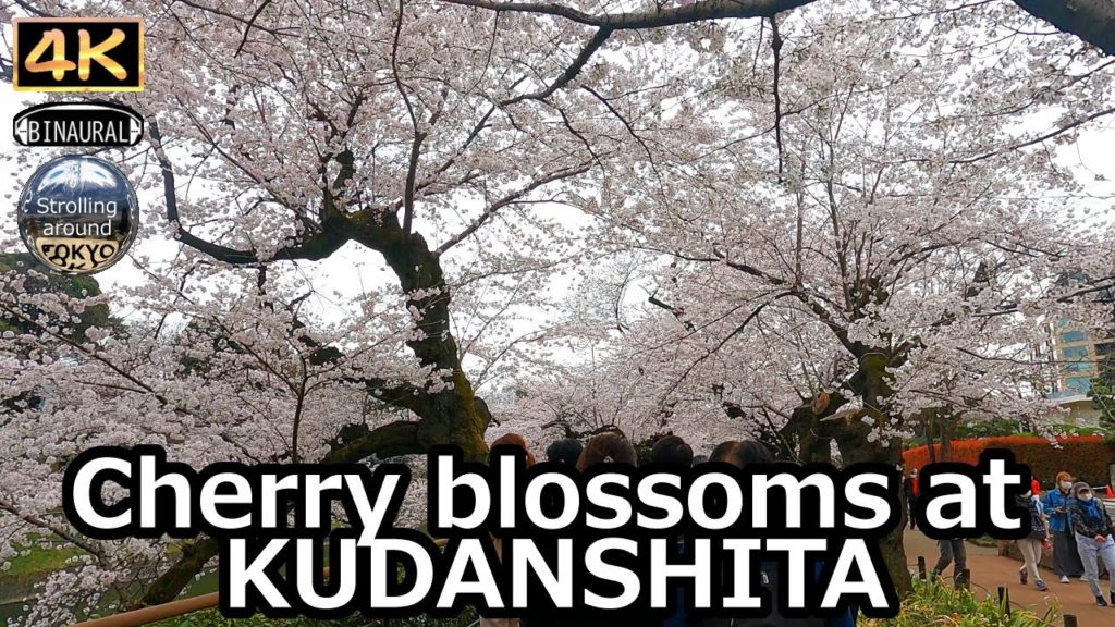 Cherry blossoms at KUDANSHITA 2022 - 4K Tokyo Japan