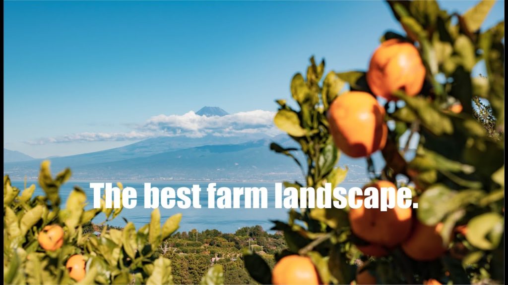 The best farm landscape  - 日本一の絶景農園