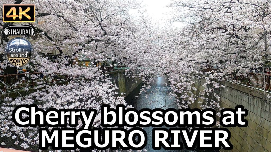 Cherry blossoms at MEGURO RIVER 2022 – 4K Tokyo Japan Cherry blossoms at MEGURO RIVER 2022 - 4K Tokyo Japan