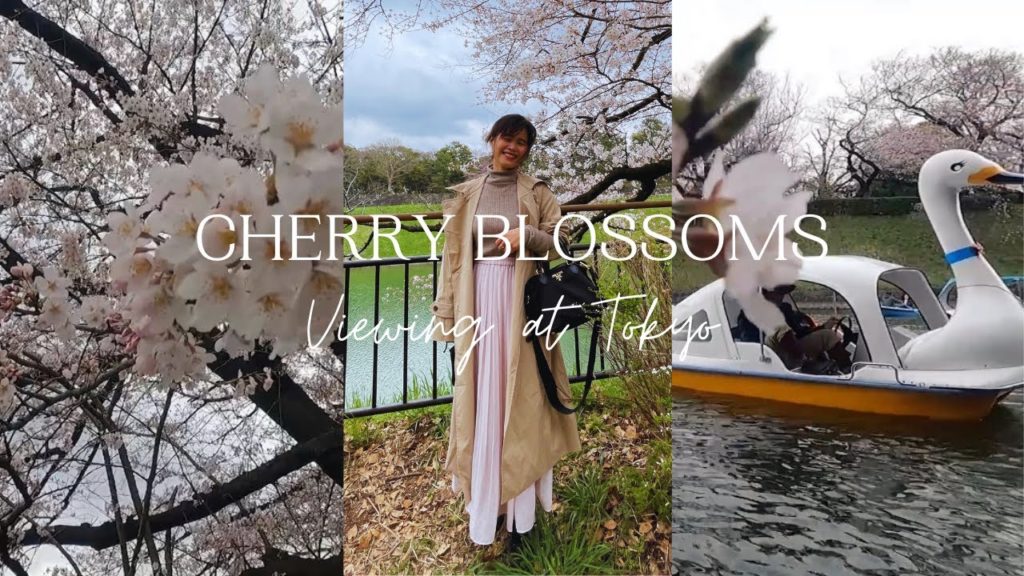 Cherry Blossoms Viewing Part 1|Hanami|Spring Boating at Kudanzaka Park Tokyo
